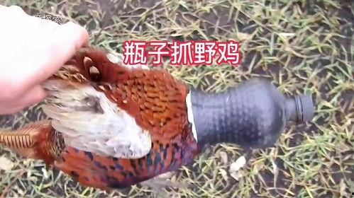 在线视频--野鸡